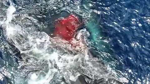 It takes a pod: Scientists witness sperm whales collaborating on birth of newborn | CNN