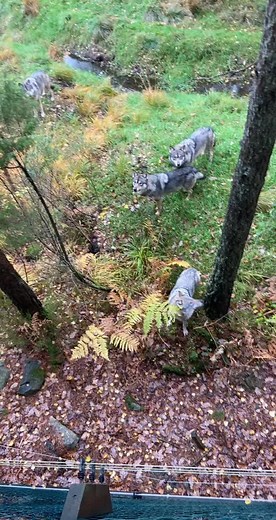Wolf Jumping at Zoo - Funny Animal Encounter