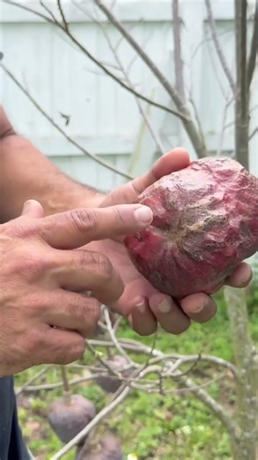 How to Tell When a Red Custard Apple Is PERFECTLY Ripe