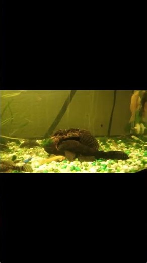 Plec Courting Ritual: Cave Prep, Fin Flair & Athena’s Test