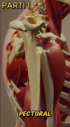 The Shoulder Blade Mystery