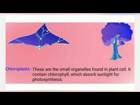 CLASS 10th CHAPTER LIFE PROCESS PART 1 NCERT COMPLETE 📝 Notes 📚
