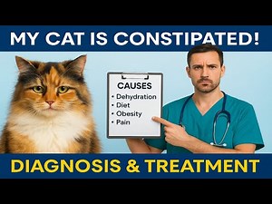 Cat Can’t Poop? Constipation Signs, Megacolon & Treatment 🐱