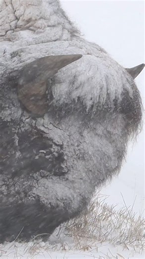 The mighty bison does not concern itself with what happened this year or what might happen the next. Time does not matter to the bison. Only the moment. Just grateful to be here. Grateful for a bit of grass beneath the ice. Even if it's in a blizzard, with 60mph winds and zero degree temps. Yellowstone Park. #animals #wildlife #travelblogger #yellowstone #blizzard | Michael Hodges, Author