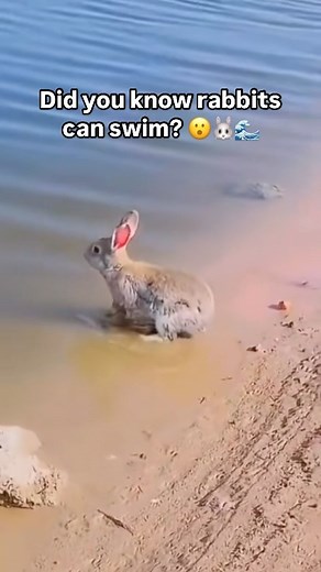 Treecard on Instagram: "It’s International Rabbit Day! 🐇 ⚠️ Disclaimer - this is a wild rabbit who was prepared to get into the water, but generally, getting rabbits wet can be stressful, dangerous or even fatal to them 😨 Wet fur can lead to hypothermia, respiratory infection, skin infection, and more 😱⚠️ It’s best to keep rabbits in your life dry 🐰 🎥 Chris Clark"