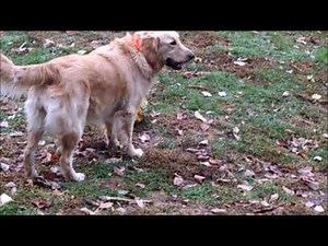 How to peel a Hubbard Squash