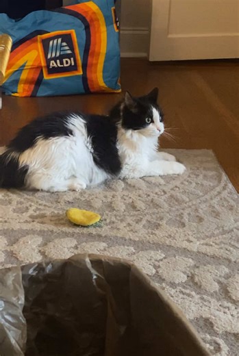 Moose has a very busy day and she’s here to make it everyone’s problem #zoomies #catsoftiktok