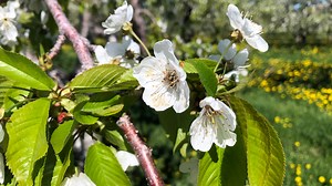 Sweet and tart cherry trees blooming at Schartner's Farm Market in Door County