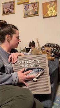 #TortieCat of The Week | potroastsmom