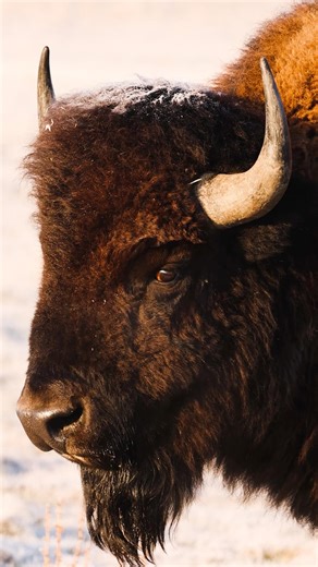 Bison 🦬
