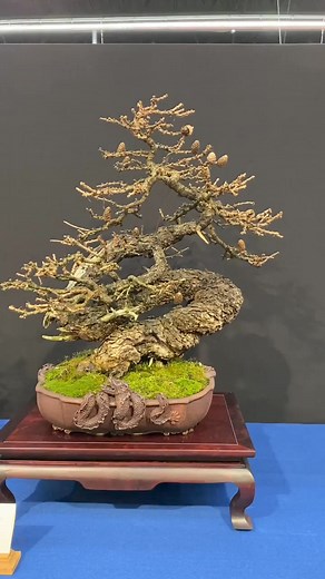 15K views · 659 reactions | The Trophy Bonsai Exhibition 2024 - short video (part 1) | Bonsai Empire | Facebook