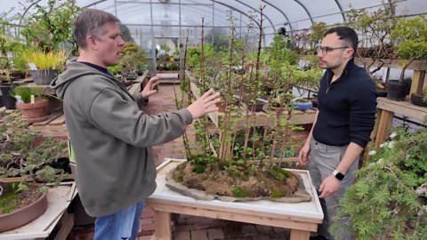 Garden Guide: Grow a tree anywhere with Bonsai