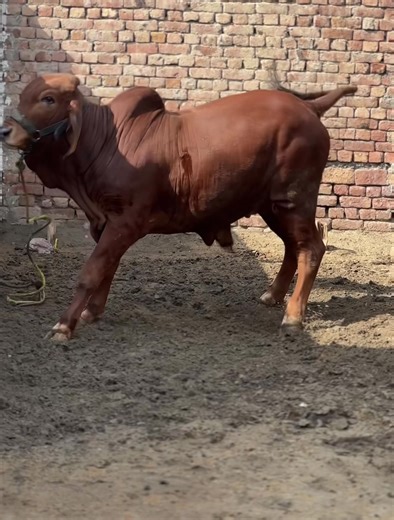 Exploring the Beauty of Zubaida Cattle Farm