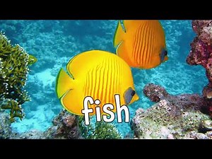 Animals That Swim! Learning Names of Cool Animals