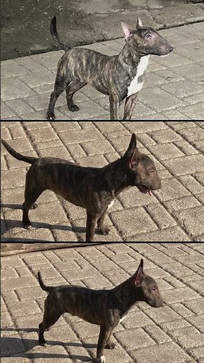 Miniature Bull Terrier