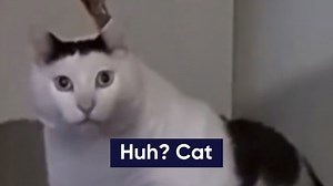 What Is The 'Huh Cat' Meme? The Viral Video And TikTok Meme Of A Confused Cat Explained