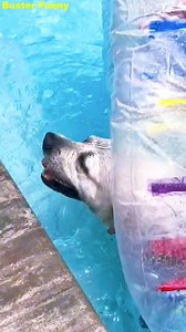 12K views · 492 reactions | Help Is on the Way! Buster’s Wild Ride Has Us Crying  #BustersWorld is back—and this time, it’s chaos, comedy, and cuteness all in one! 藍 Tap in for the laughs and tag a friend who needs this today! | Buster Funny | Facebook