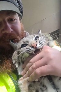 Cute Bobcat Video — Funny Bobcat Clip