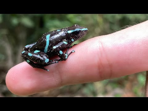 Que pasa si tocas una rana VENENOSA? la ranita flecha verde y negro!
