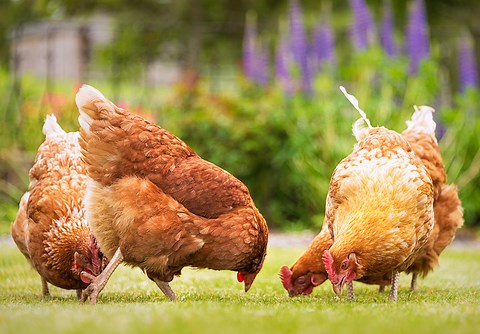 Common concerns with backyard or urban poultry keeping
