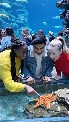 Dive into Toronto’s Hidden Gem: Ripley’s Aquarium!