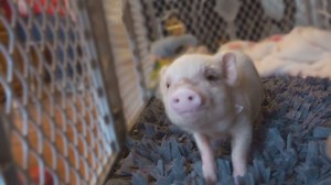 Everyone wanted mini pigs but not the responsibility, so this local nonprofit takes them in