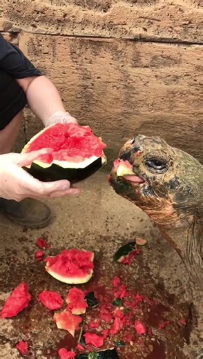 Despite being able to survive around a year without food and water (by breaking down stored body fat) Giant Galapagos Tortoises love a watermelon treat! 🍉 🐢 ⭐ Did you know that UV light is just as important to their physical wellbeing as anything else! Physiotherapy means looking at ALL aspects of an animal’s life - their mental and physical health, behaviour and environment! Everything is linked! Poor UV can interrupt their sleep cycles, immune system, mental and therefore physical health! So