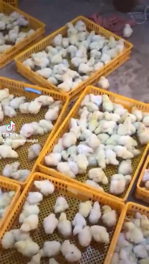  Another Successful Hatch with Our Incubator  Our incubators keep...