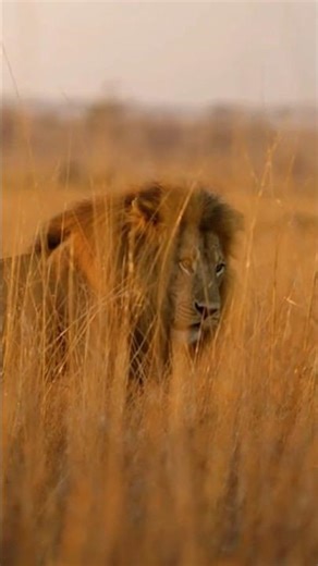 Alpha Predator Battle: Lion vs Leopard in the Wild #PredatorBattle #viral #wildlife #animals #ular