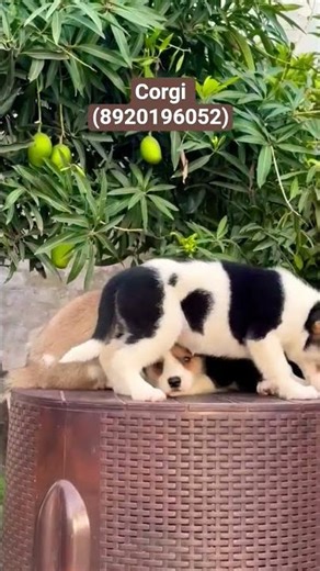 Corgi Cute 🥰 puppies for sale (8920196052)
