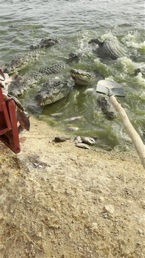 Crocodile Feeding Frenzy: Farmer Dumps a Cart of Fish into the Pond! 👀