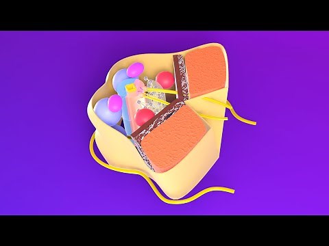 3D Midbrain Embryology - Neuroembryology Part 9