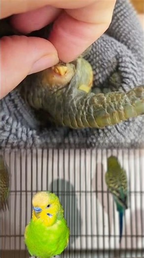 Bird Leg Treatment | Step-by-Step Care & Fast Recovery #BirdCare #InjuredBird