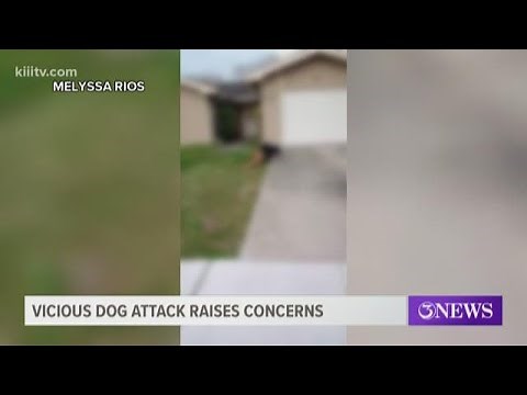 Vicious dog attack caught on camera