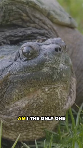 Why Do Turtles Have Shells? 🐢 #animals #wildlife