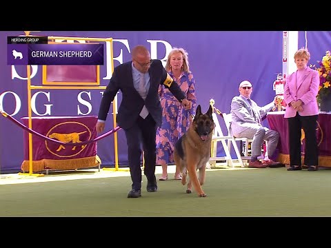 German Shepherd Dogs | Breed Judging 2024