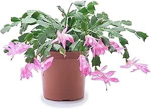 4" Light Pink Christmas Cactus Live Plant. (Light Pink)