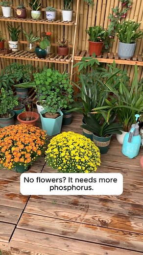 Diagnosing Plant Diseases #gardensofinstagram #gardenplants #gardenviews #gardenersparadise #gardenista | Gardenning Moment | Facebook