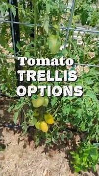 Tomato Trellis Ideas 5 different ways! #gardening #gardentrellis #tomatoes