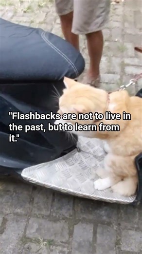 #Cat#"Flashback = lessons from the past."💫