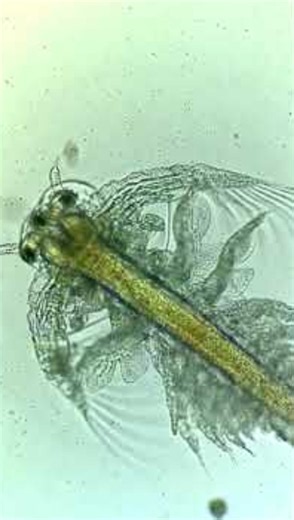 Why Does This SeaMonkey Have Three Eyes