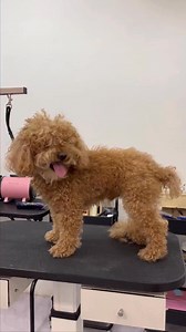 SURPRISING TRIM of Brown hairy CAVAPOO puppy 🤩🐶 #petlove #cavapoo #doggrooming #petgrooming #puppy #groomingtips_cut #pethaircut #pets | PET Salon