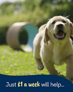 Are you ready to meet the adorable puppies waiting for you to sponsor them on their journey to become life-changing guide dogs? 🦮 From only £1 a week, you’ll receive regular Pupdates about what your puppy is up to, exclusive access to their Facebook group, a cute puppy magnet, and much more! Your generous support will help change the lives of people living with sight loss. Sponsor a puppy today! 🐾 [Visual description: a Sponsor a Puppy promotional video featuring footage of puppies Custard, Ja