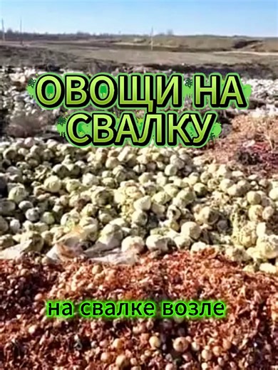 На свалке возле Гура Быкулуй — горы овощей: лук, картошка, капуста. Фермеру их некуда продать, поэтому урожай просто вывезли на мусорку. Люди из соседних сёл приходят туда с мешками. Что получше — берут себе, что похуже — на корм животным. Потому что при такой бедности даже свалка становится рынком. И это в стране, где прилавки супермаркетов забиты импортными овощами. Свои — на свалке. #Молдова #ГураБыкулуй #фермеры #овощи #свалка #бедность #сельскоехозяйство #урожай #импорт #экономика #реальнос