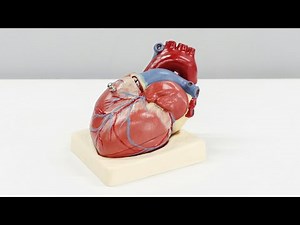 Rare Heart Cancer Explained: Understanding Angiosarcoma