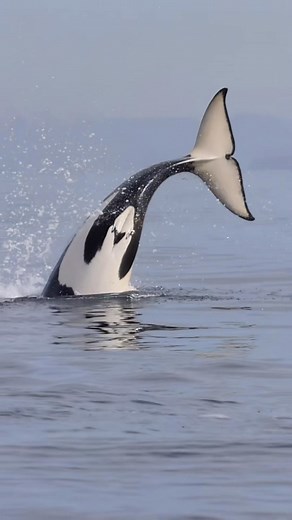 112K views · 1.5K reactions | Orca SLASH!!  so fun to watch these Orcas hunting, this video is just one of many times an Orca tail slapped a bird this day. What would you do if you were a bird and 4 Orcas were swimming in your direction?  Book now your trip for Orca season! #whalewatching #whale #tail #predator #orca #breach #jump #fly #news #media #lunges #wildlife #montereycalifornia #coast #cali #sunset #boat #dolphins #friends #friendly #drone | Sieavphotography | Facebook