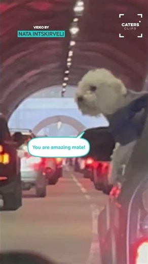 Dogs Chatting Between Cars