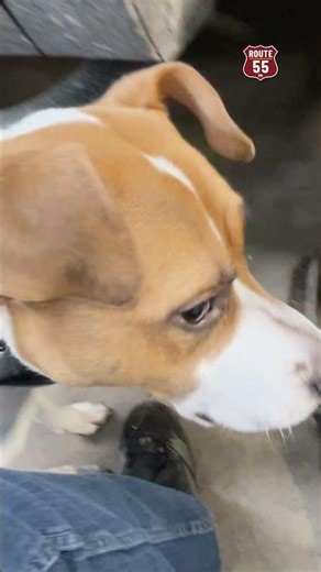 Fixing Rust Under Our Truck (Before It Gets Worse) #automobile #caraccessories #diy #shorts