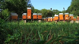 Vous avez dit Durable ? S02E19 - Station de fécondation pour abeille
