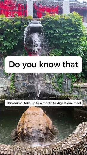This animal take up to a month to digest one meal 😨